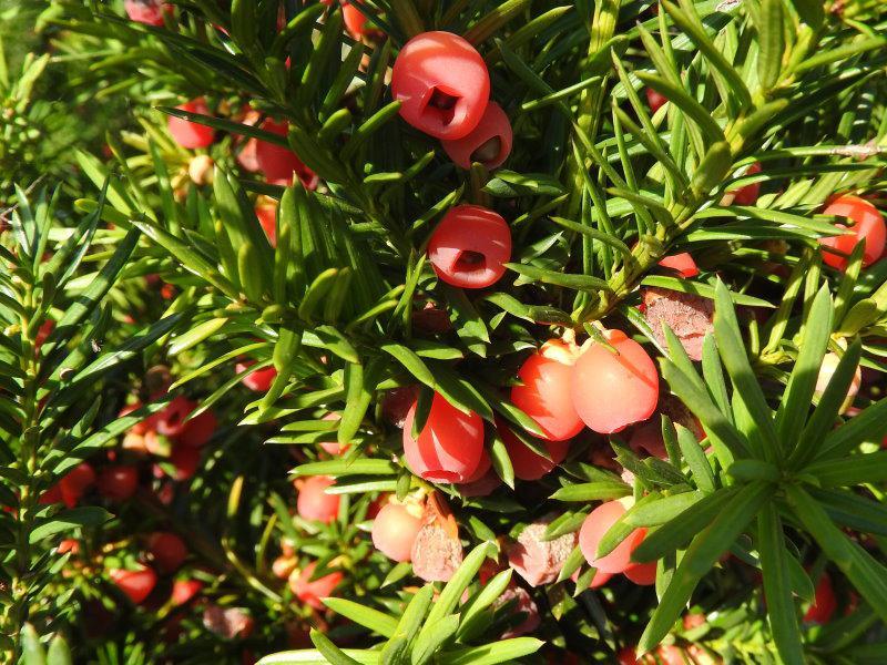 Taxus Media 'hicksii' - View 19 from www redcrocus com