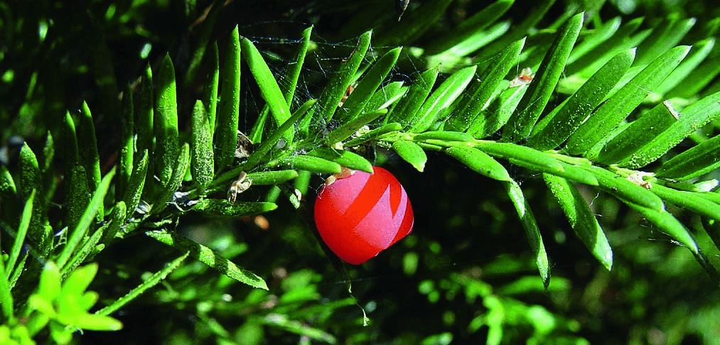 Taxus Media 'hicksii' - View 19 from www redcrocus com