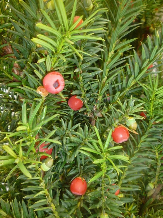 Taxus Media 'hicksii' - View 20 from www redcrocus com