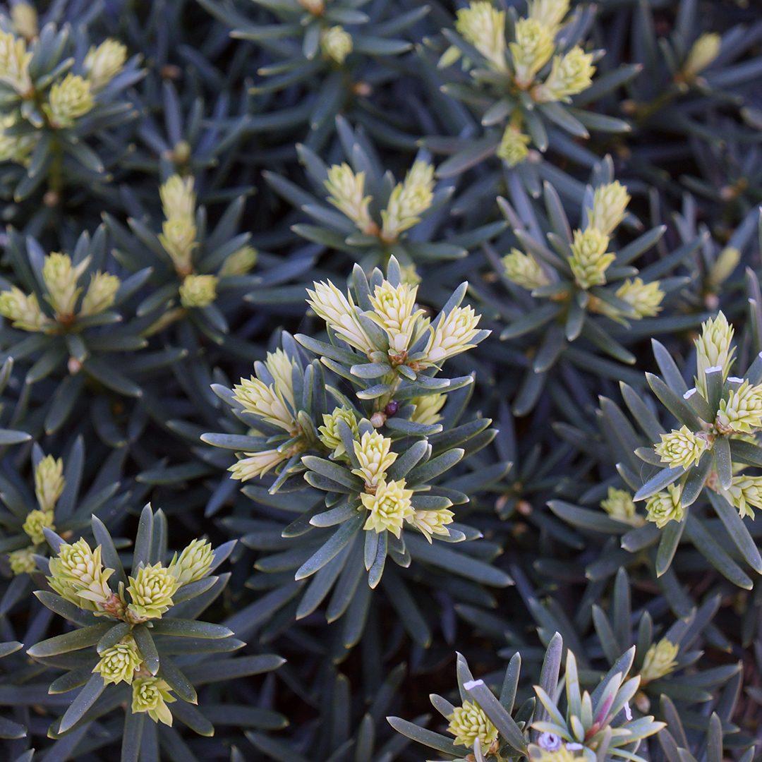 Taxus Media 'hicksii' - View 2 from www redcrocus com