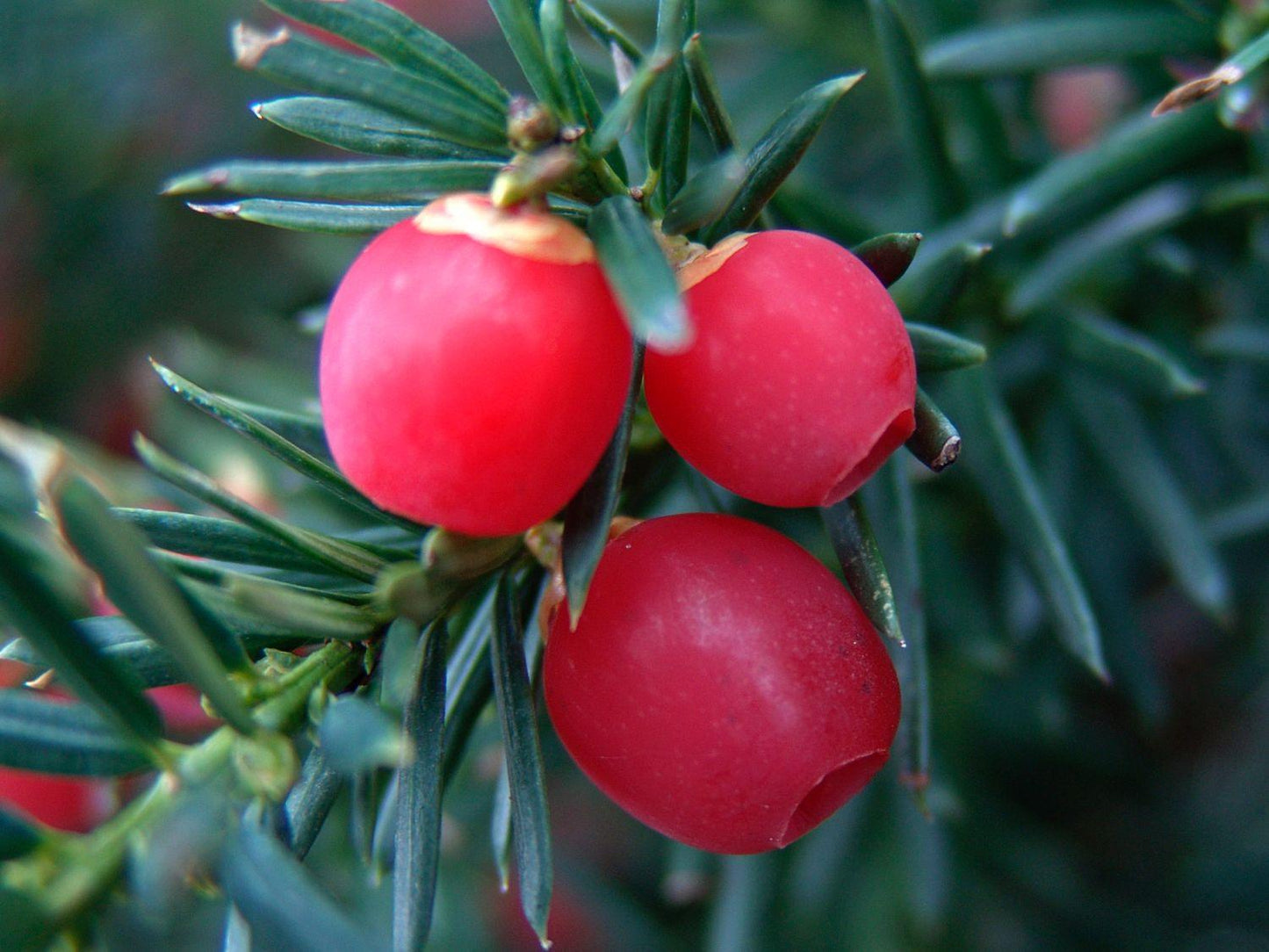 Taxus Media 'hicksii' - View 5 from www redcrocus com