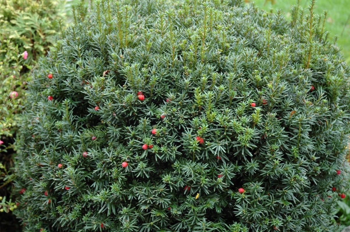 Taxus Media 'hicksii' - View 8 from www redcrocus com