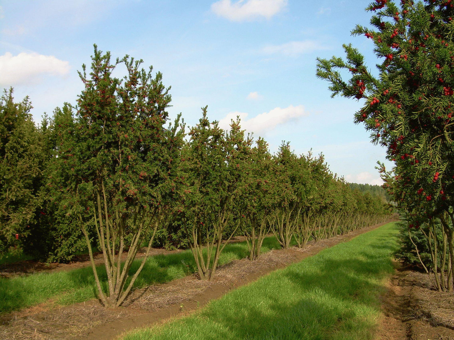 Taxus Media 'hicksii' - View 9 from www redcrocus com
