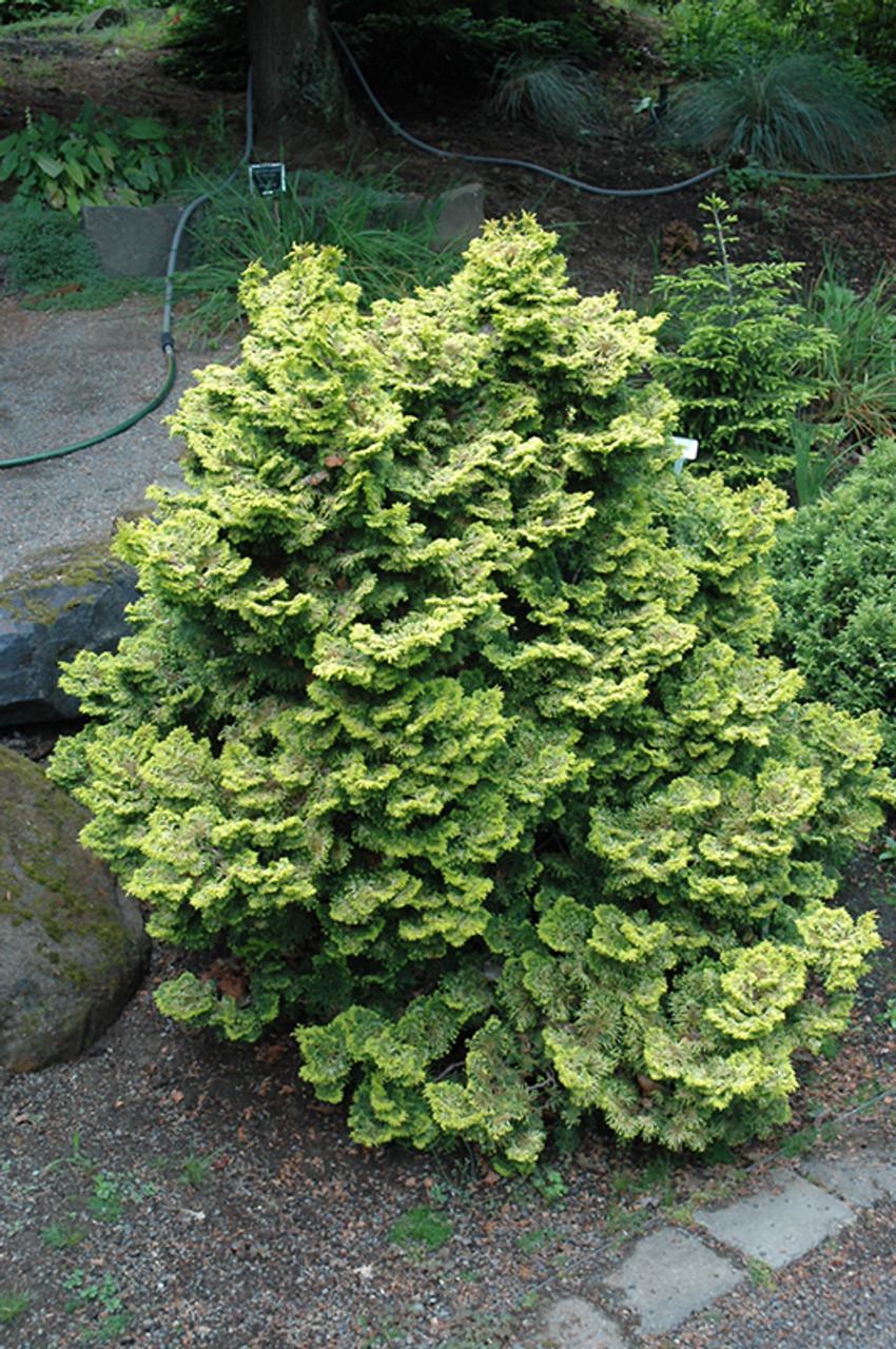 Chamaecyparis Obtusa 'nana Aurea' - View 11 from www redcrocus com
