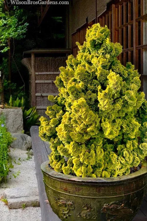 Chamaecyparis Obtusa 'nana Aurea' - View 14 from www redcrocus com