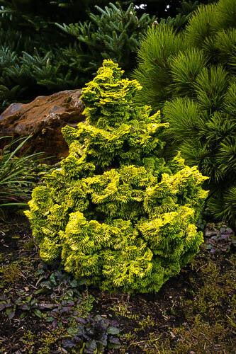 Chamaecyparis Obtusa 'nana Aurea' - View 16 from www redcrocus com