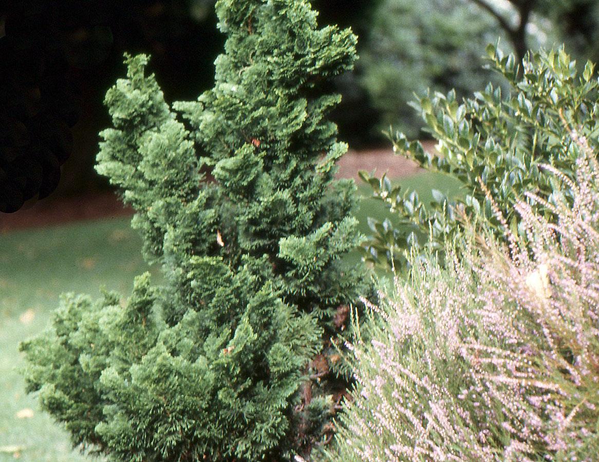 Chamaecyparis Obtusa 'nana Aurea' - View 20 from www redcrocus com