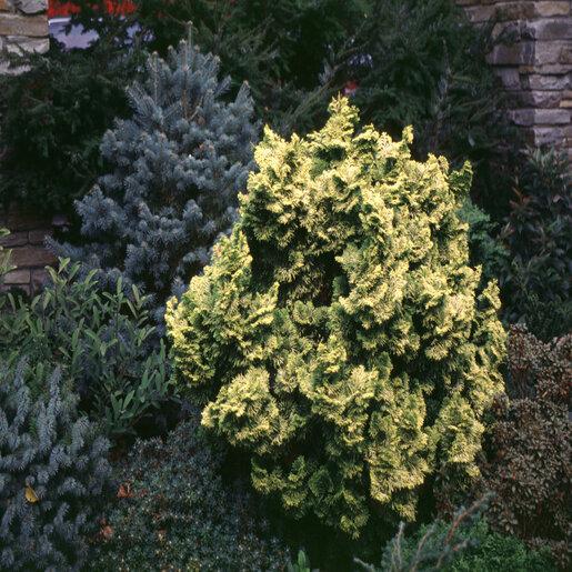 Chamaecyparis Obtusa 'nana Aurea' - View 21 from www redcrocus com