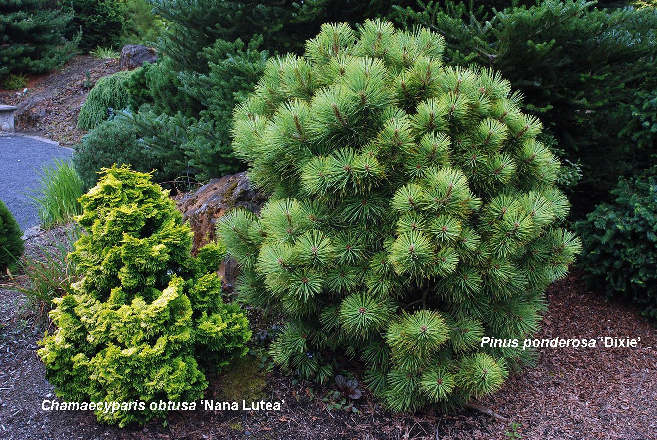 Chamaecyparis Obtusa 'nana Aurea' - View 25 from www redcrocus com