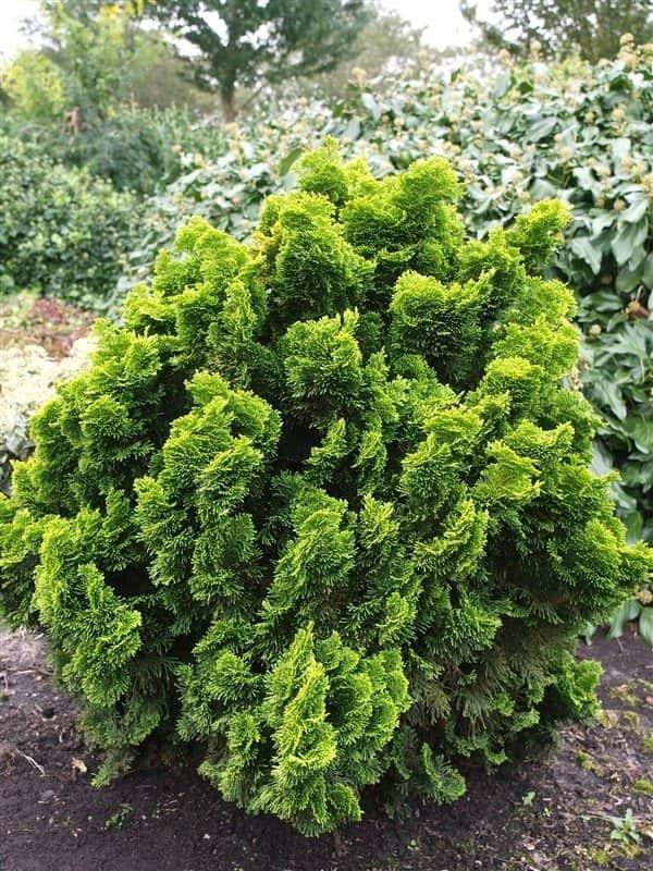 Chamaecyparis Obtusa 'nana Aurea' - View 26 from www redcrocus com
