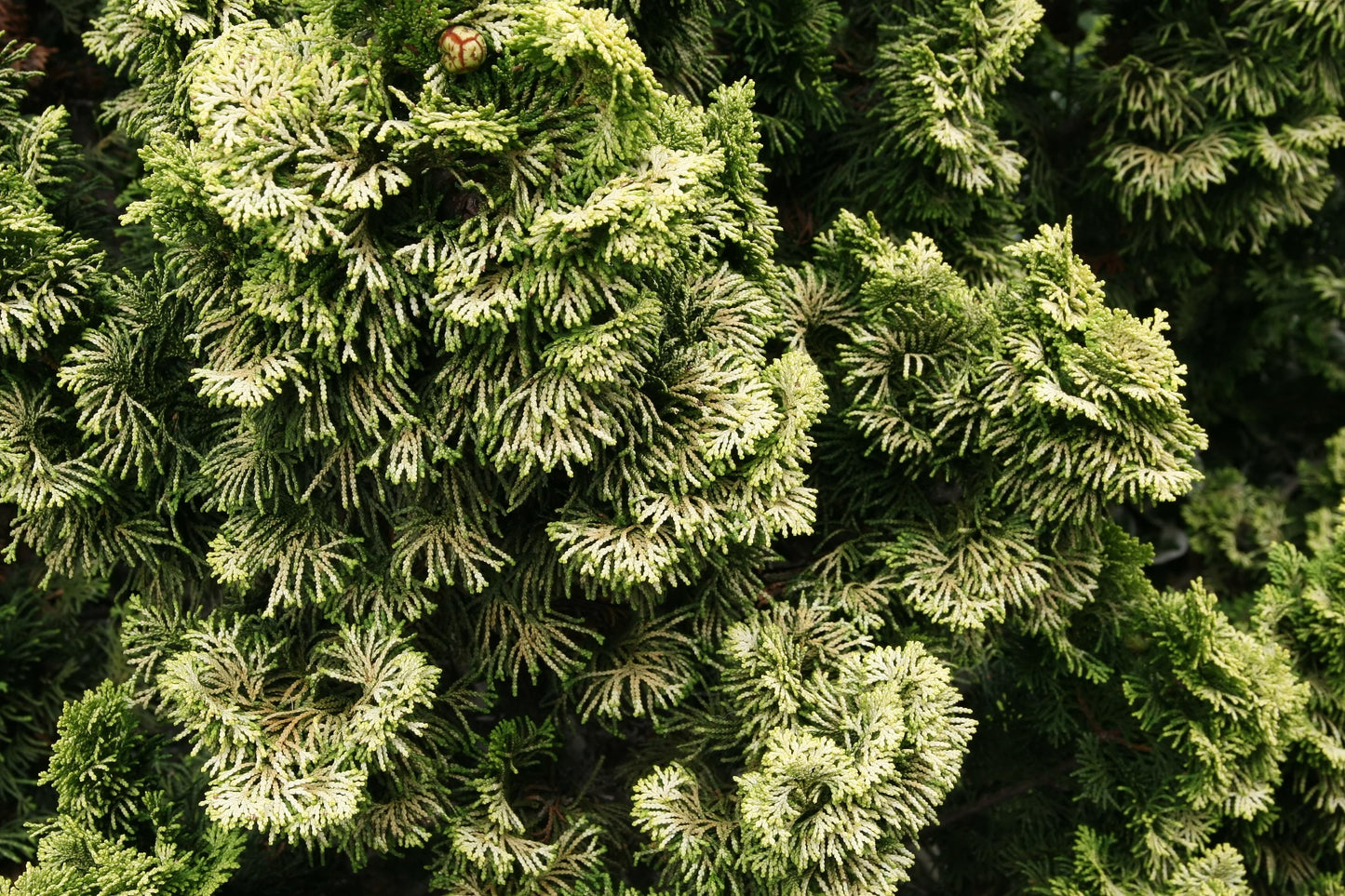 Chamaecyparis Obtusa 'nana Aurea' - View 27 from www redcrocus com