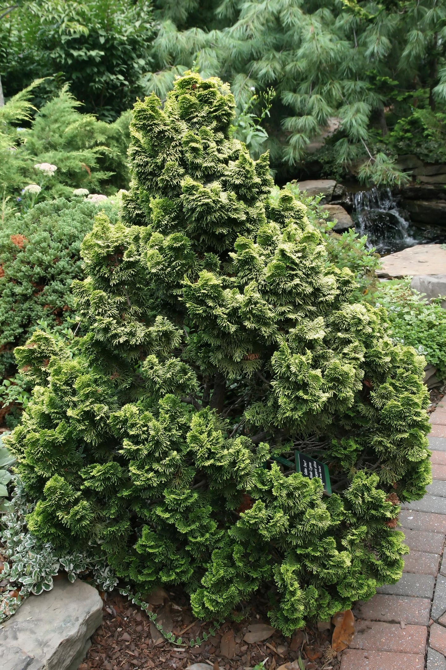 Chamaecyparis Obtusa 'nana Aurea' - View 31 from www redcrocus com