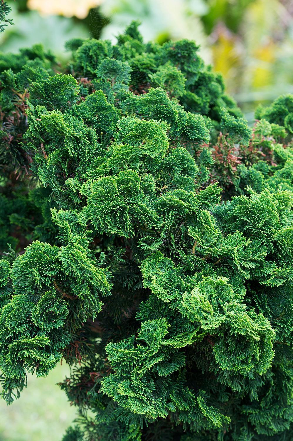 Chamaecyparis Obtusa 'nana Aurea' - View 34 from www redcrocus com