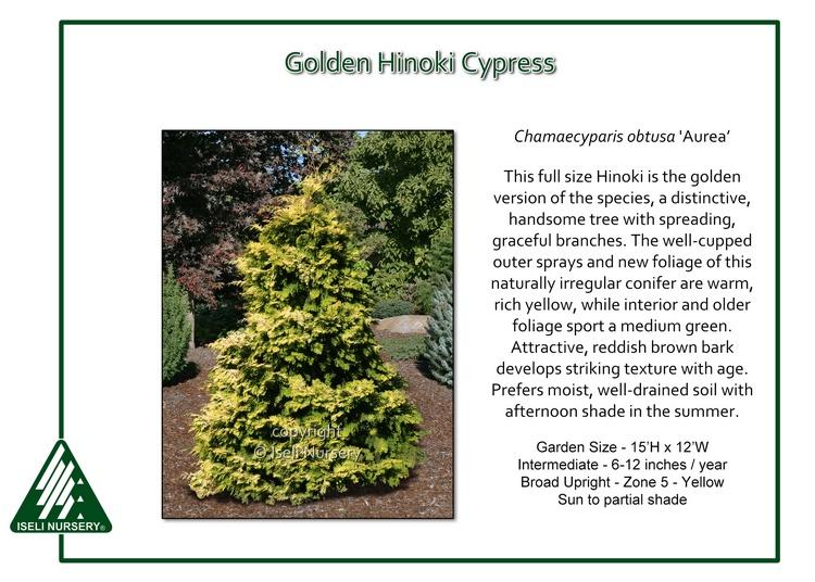 Chamaecyparis Obtusa 'nana Aurea' - View 3 from www redcrocus com