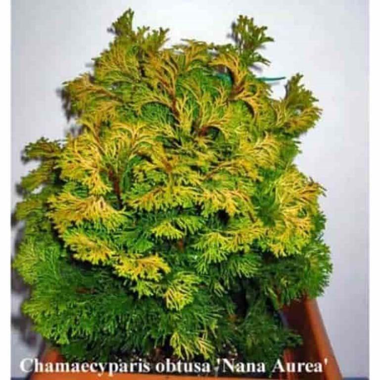 Chamaecyparis Obtusa 'nana Aurea' - View 4 from www redcrocus com