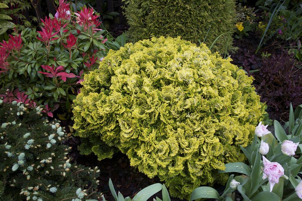 Chamaecyparis Obtusa 'nana Aurea' - View 9 from www redcrocus com