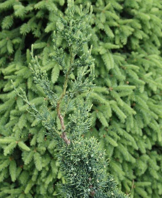 Juniperus Chinensis Robusta Green - View 11 from www redcrocus com