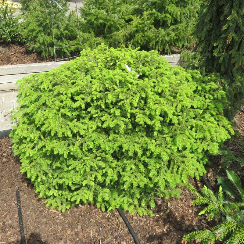Picea Abies Nidiformis - View 17 from www redcrocus com
