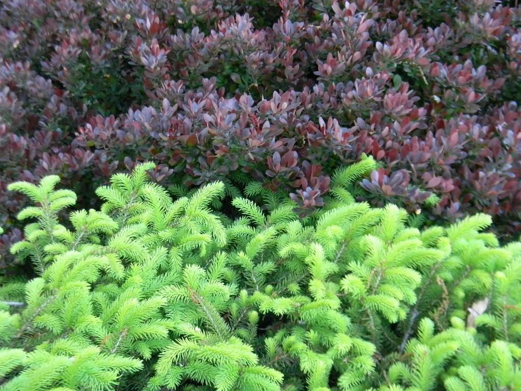 Picea Abies Nidiformis - View 18 from www redcrocus com