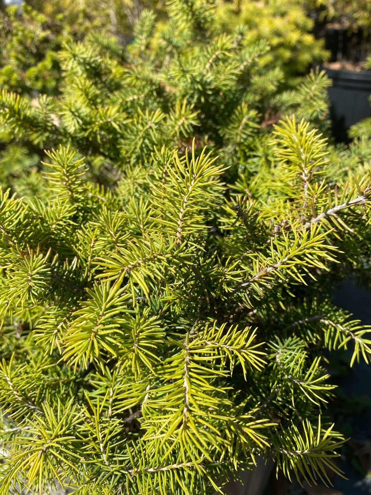 Picea Abies Nidiformis - View 19 from www redcrocus com