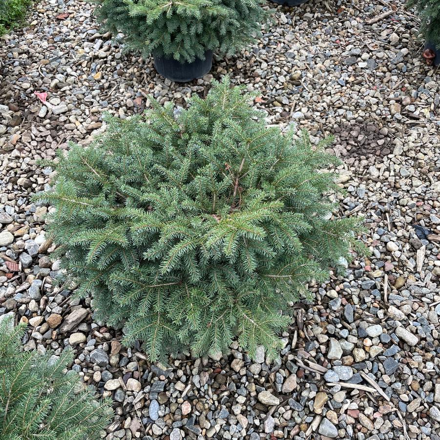 Picea Abies Nidiformis - View 20 from www redcrocus com