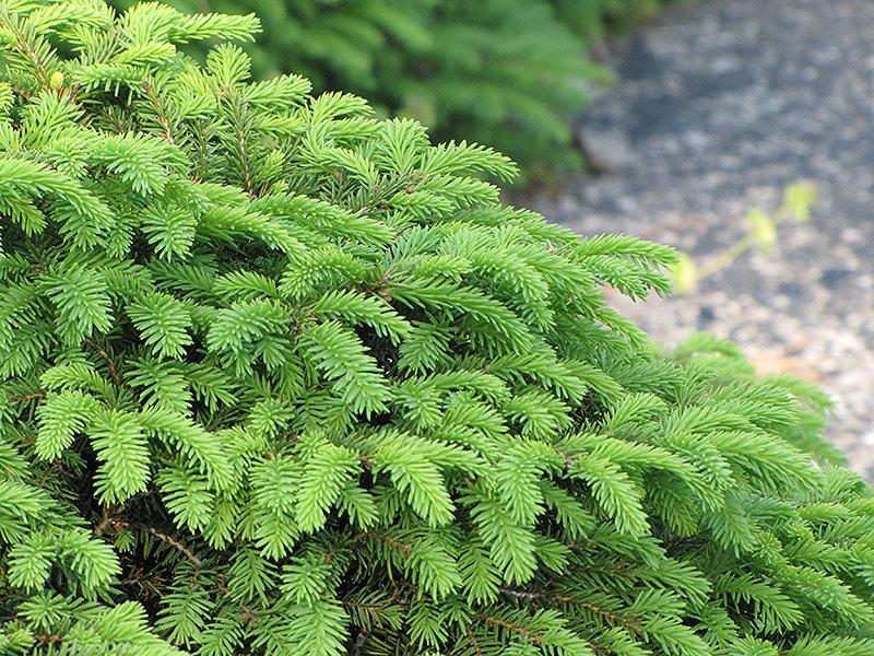 Picea Abies Nidiformis - View 9 from www redcrocus com