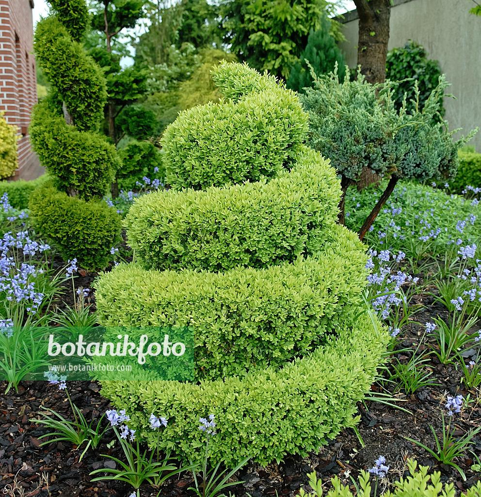Buxus Sempervirens - View 16 from www redcrocus com