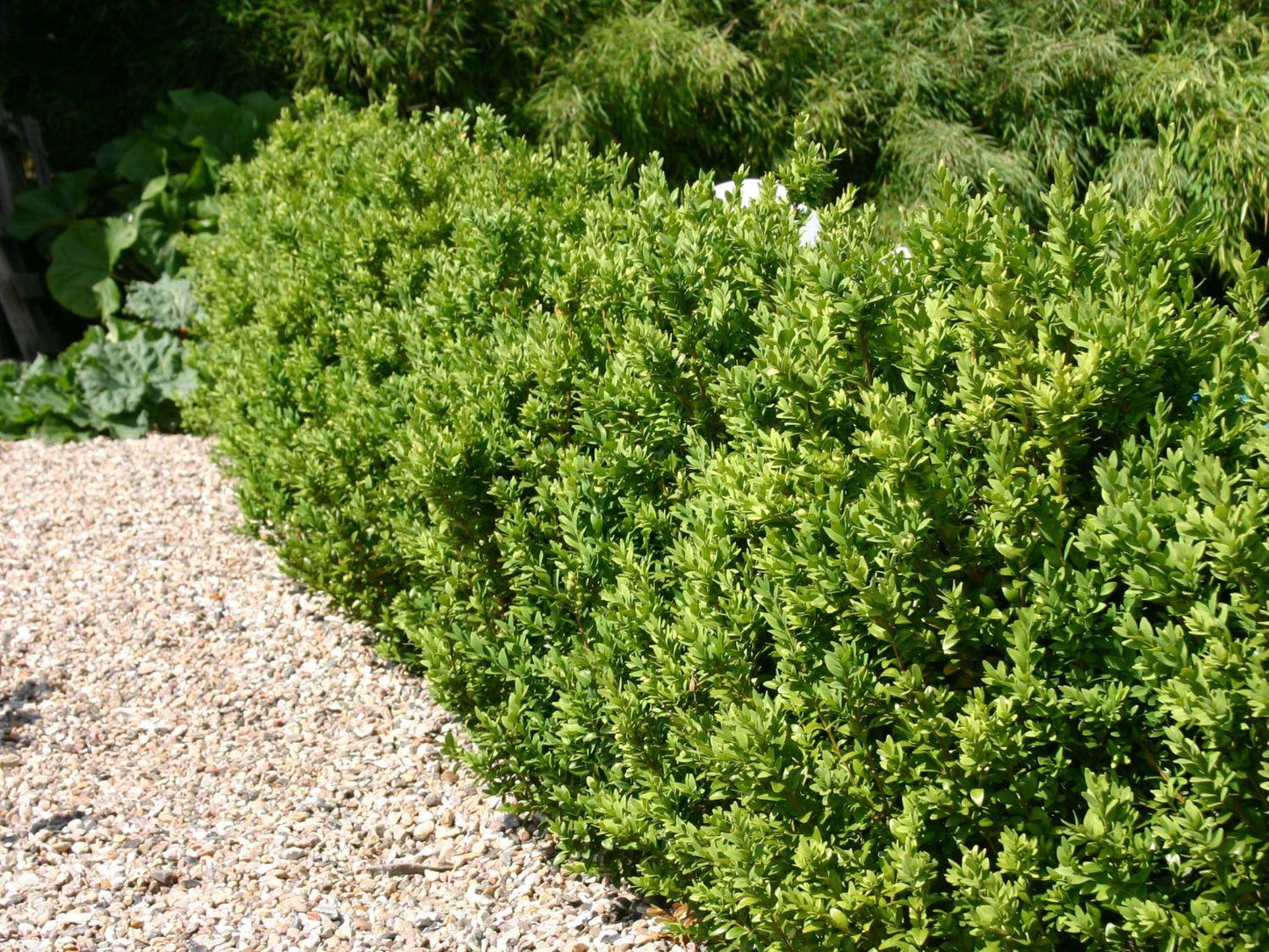 Buxus Sempervirens - View 18 from www redcrocus com