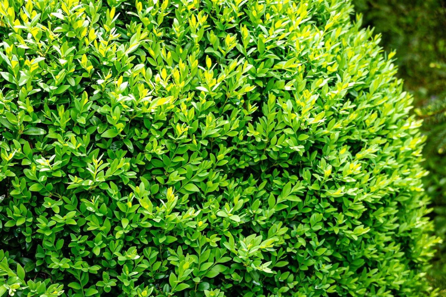 Buxus Sempervirens - View 22 from www redcrocus com