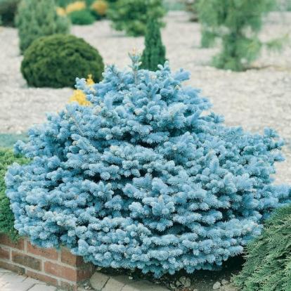 Picea Pungens Glauca Globosa - View 13 from www redcrocus com