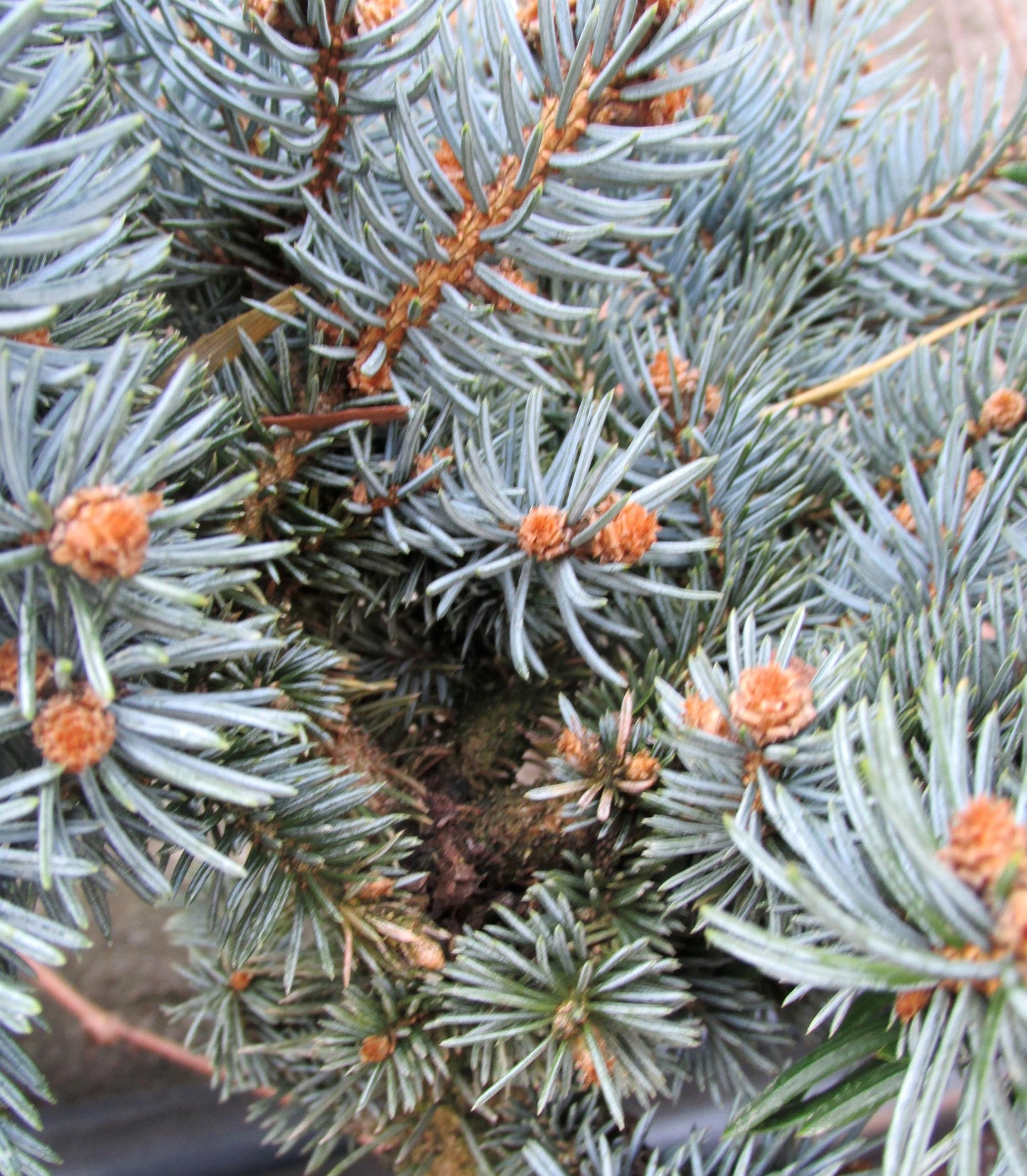 Picea Pungens Glauca Globosa - View 17 from www redcrocus com