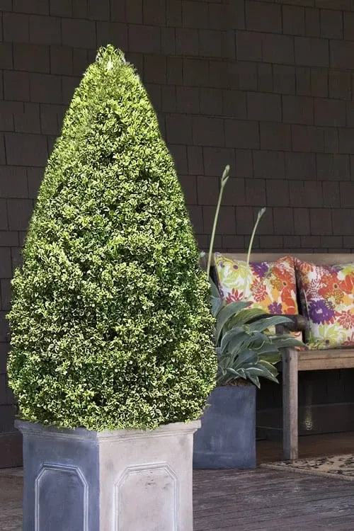 Buxus Sempervirens 'aureo Variegata' Cone - View 9 from www redcrocus com