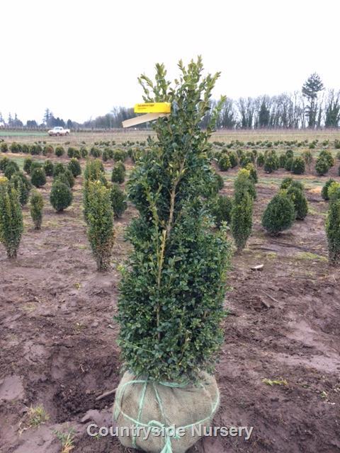 Buxus Sempervirens 'fastigiata' - View 9 from www redcrocus com
