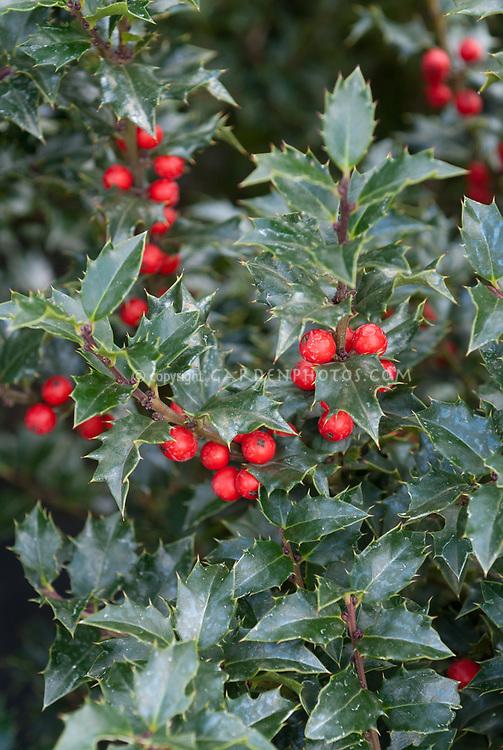 Ilex Red Beauty - View 14 from www redcrocus com