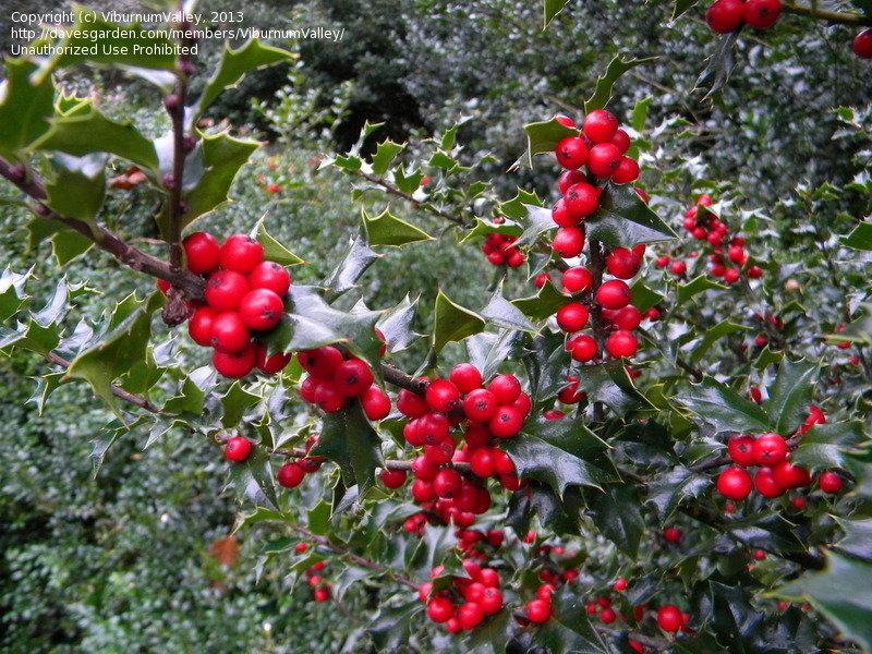 Ilex Red Beauty - View 16 from www redcrocus com