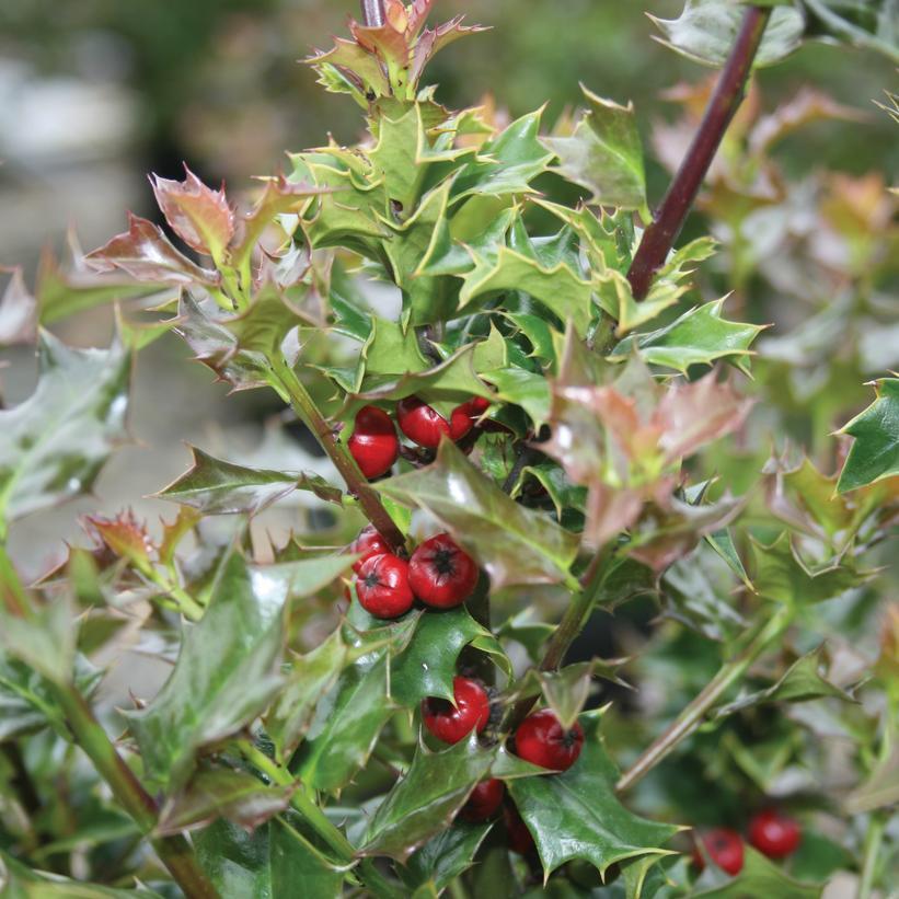 Ilex Red Beauty - View 1 from www redcrocus com