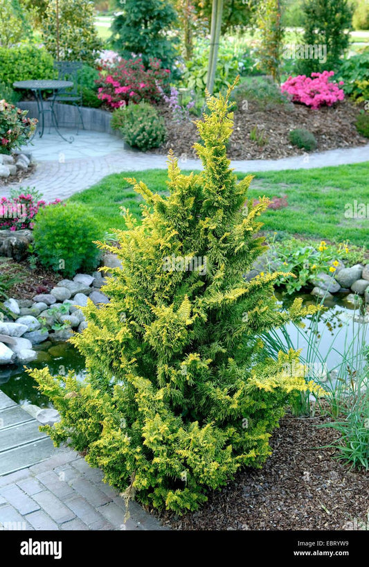 Chamaecyparis Obtusa Filicoides - View 10 from www redcrocus com