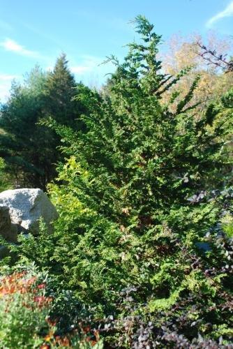 Chamaecyparis Obtusa Filicoides - View 14 from www redcrocus com