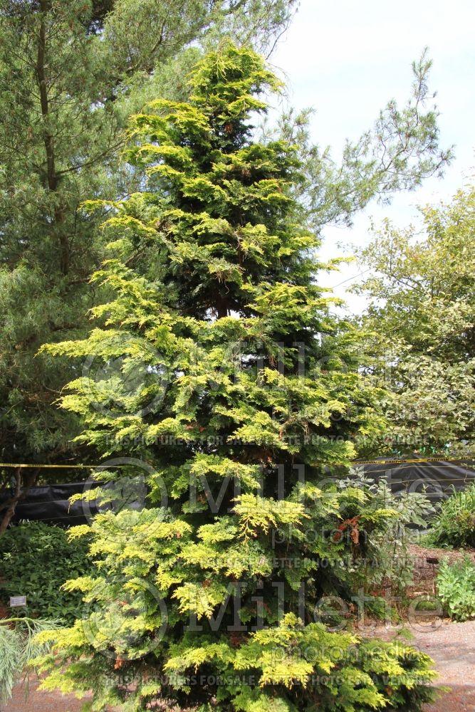 Chamaecyparis Obtusa Filicoides - View 17 from www redcrocus com