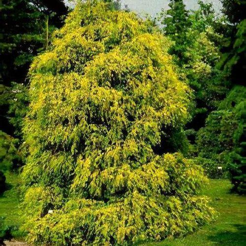 Chamaecyparis Pisifera Filifera Aurea - View 13 from www redcrocus com