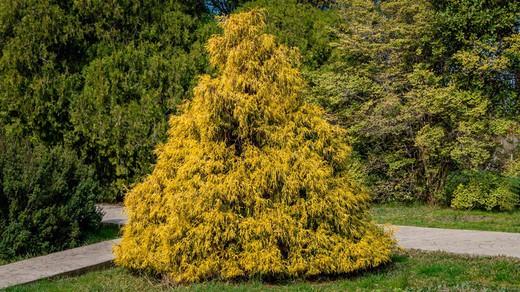 Chamaecyparis Pisifera Filifera Aurea - View 17 from www redcrocus com