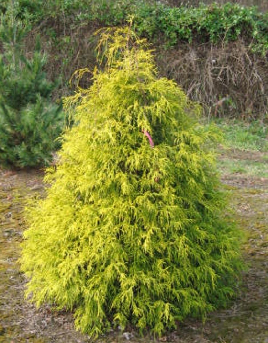 Chamaecyparis Pisifera Filifera Aurea - View 2 from www redcrocus com