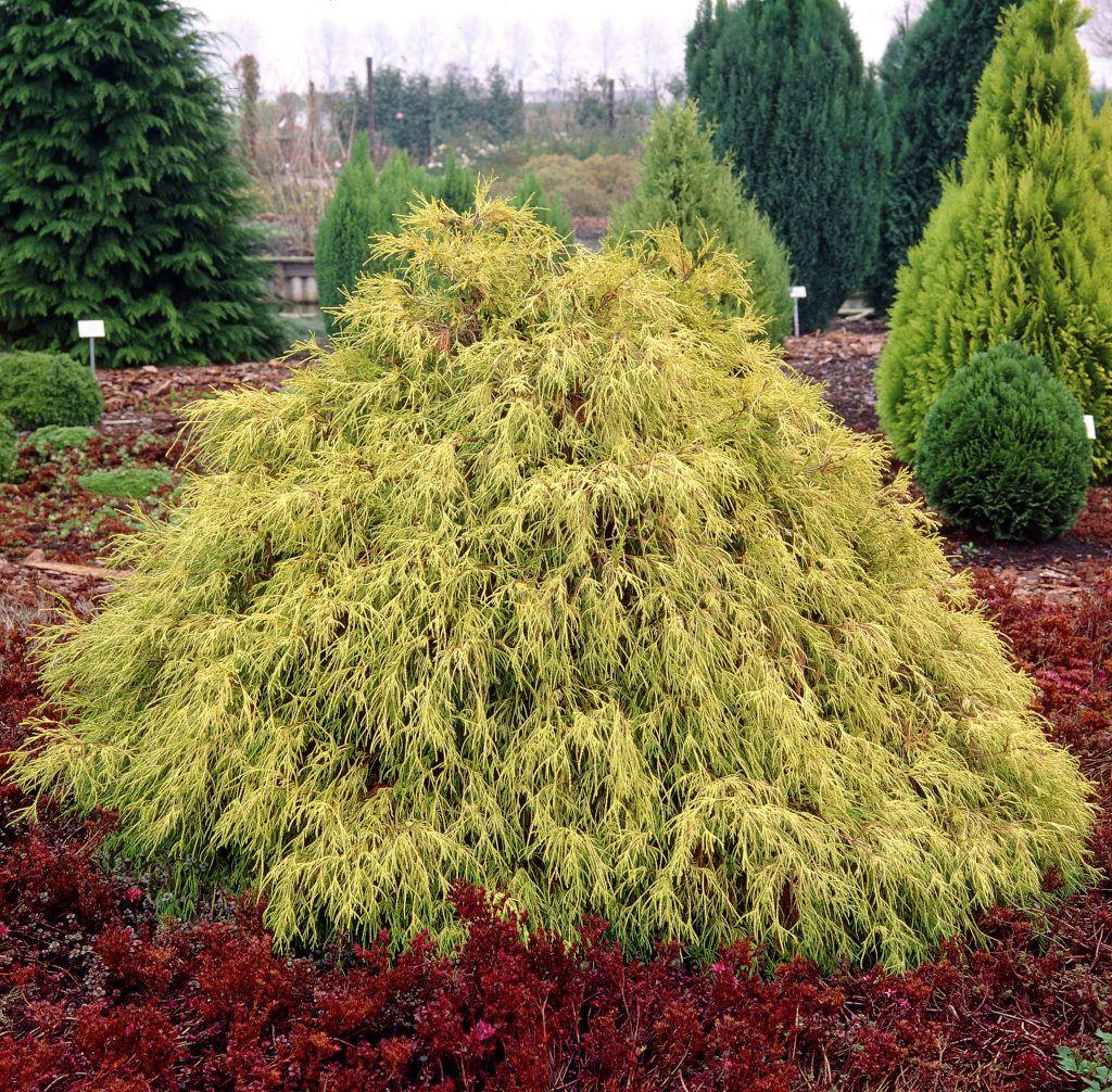 Chamaecyparis Pisifera 'filifera Aurea' - View 15 from www redcrocus com