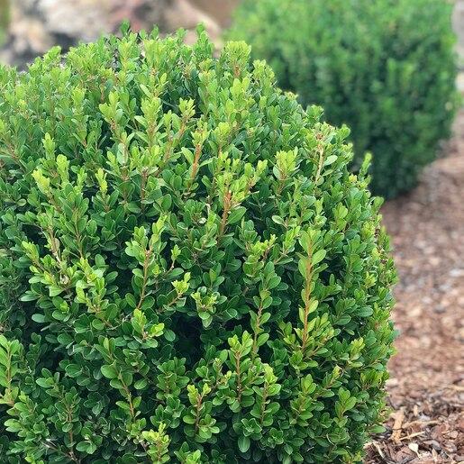Buxus Microphylla Baby Gem - View 10 from www redcrocus com