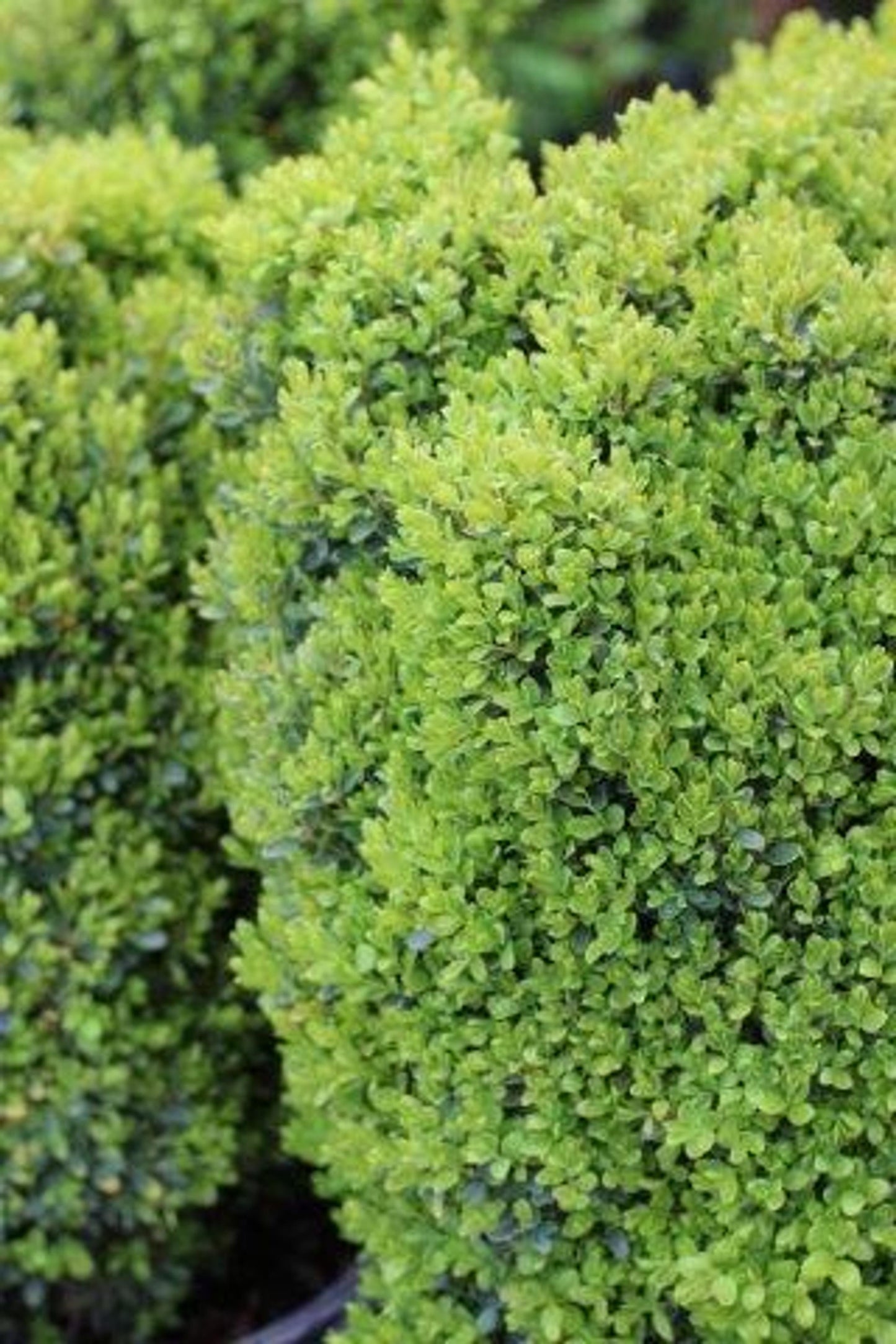 Buxus Microphylla Baby Gem - View 11 from www redcrocus com