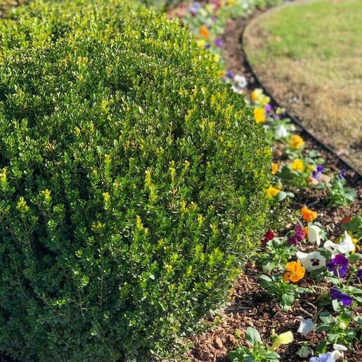 Buxus Microphylla Baby Gem - View 16 from www redcrocus com