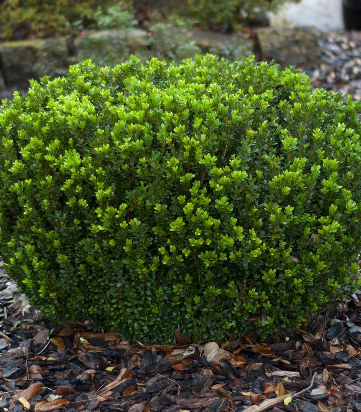 Buxus Microphylla Baby Gem - View 1 from www redcrocus com