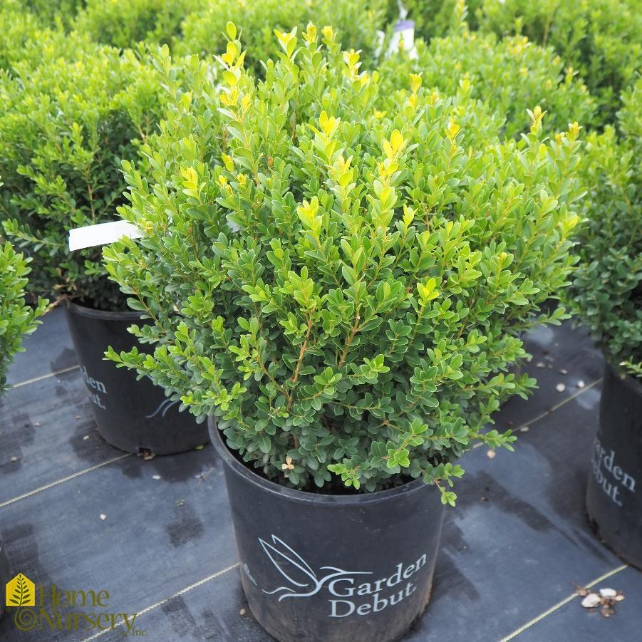 Buxus Microphylla Baby Gem - View 2 from www redcrocus com