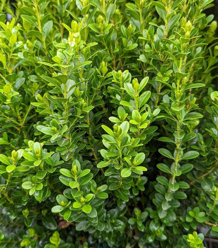 Buxus Microphylla Baby Gem - View 8 from www redcrocus com