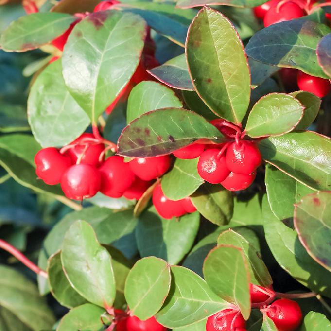 Gaultheria Procumbens Red - View 10 from www redcrocus com